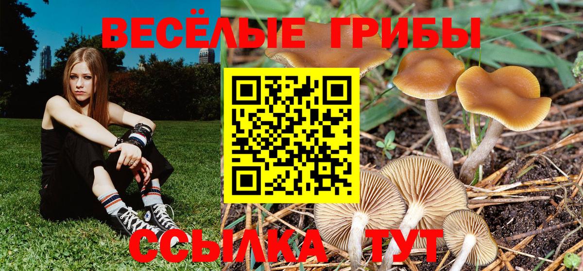 Краснодар  Псилоцибиновые грибы Cubensis  Вход с VPN 